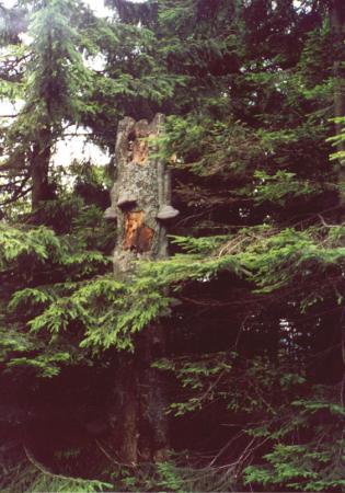Chore drzewo przy szlaku z Wielkiej Raczy na Wielką Rycerzową - Wioletta Drożdż